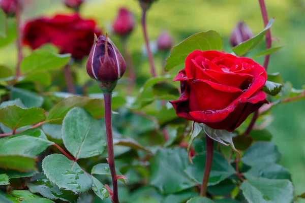 Schöne Rote Rose Aus Nächster Nähe — Stockfoto