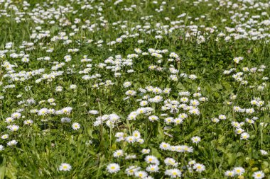 Bahar Çiçeği 'nde Papatyalı Tarla