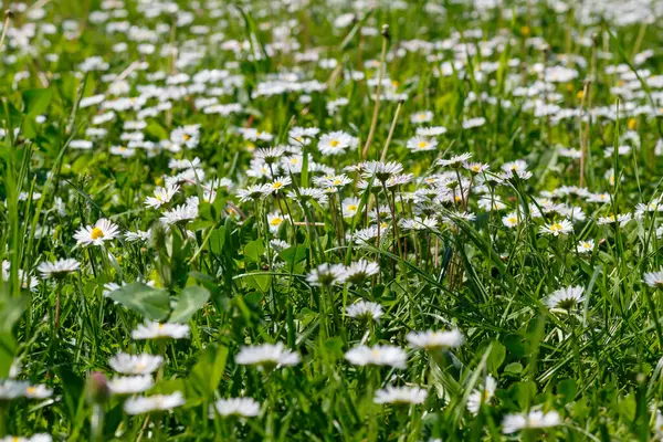 Field Daisies Spring Blossom — Stock Photo, Image
