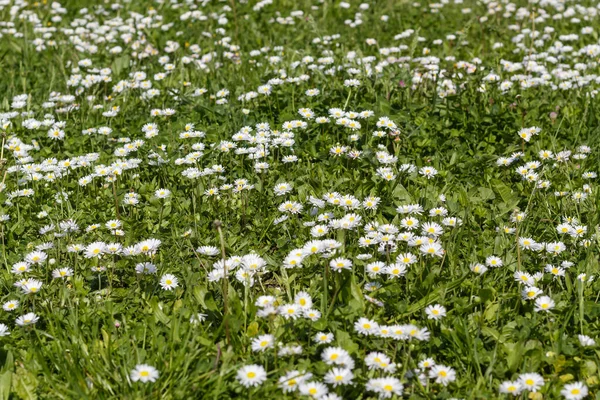 Feld Mit Gänseblümchen Der Frühlingsblüte — Stockfoto