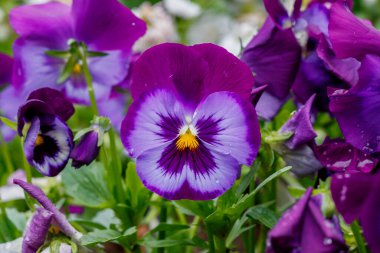 Bahar Çiçeğindeki Violet Yakın plan