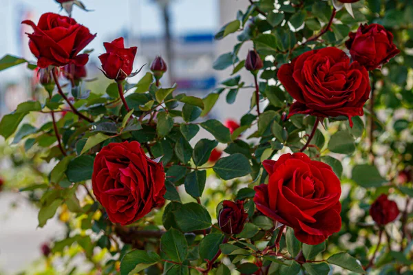 Schöne Rote Rosen Der Frühlingsblüte — Stockfoto
