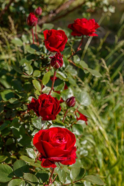 Schöne Rote Rosen Der Frühlingsblüte — Stockfoto