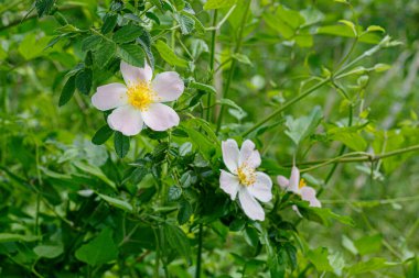  Bahar Çiçeği 'nde Sweetbrier Yaklaş