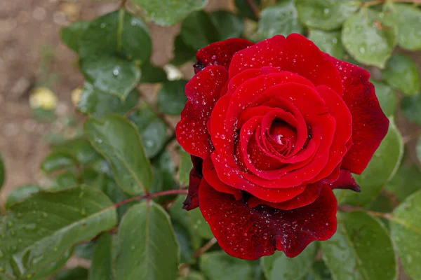 Schöne Rote Rose Mit Wassertropfen Aus Nächster Nähe — Stockfoto