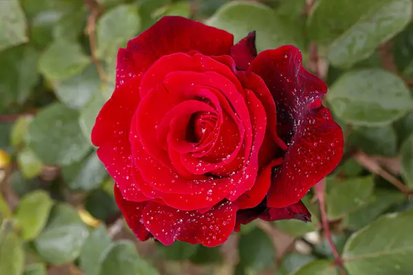 Schöne Rote Rose Mit Wassertropfen Aus Nächster Nähe — Stockfoto