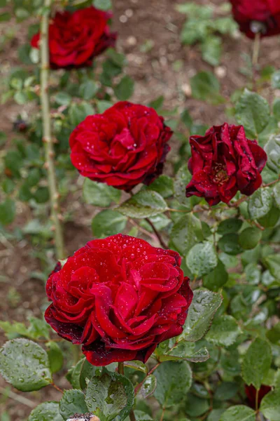 Beautiful Red Rose Water Drops Close — Stock Photo, Image