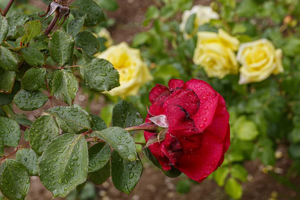 Schöne Rote Rose Mit Wassertropfen Aus Nächster Nähe — Stockfoto