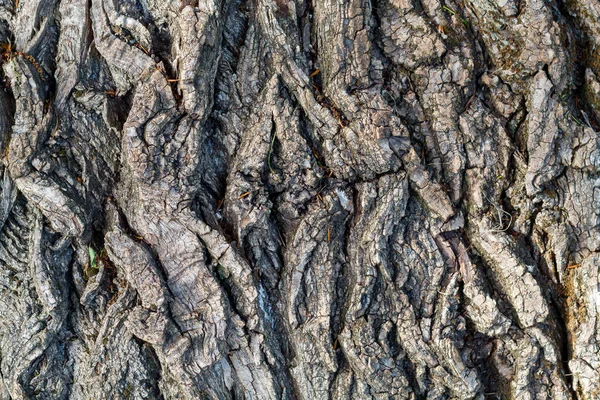 古い風化した木目の質感 — ストック写真