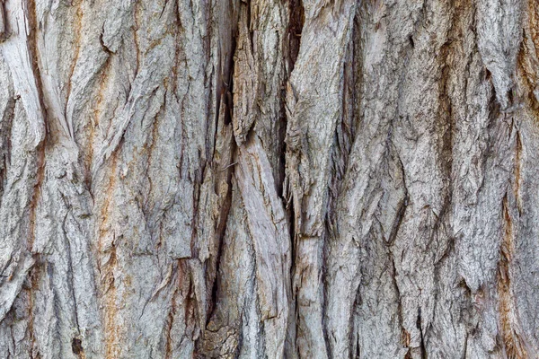 Old Weathered Cracked Wood Texture — Stock Photo, Image