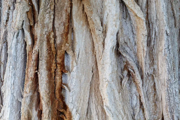 Old Weathered Cracked Wood Texture — Stock Photo, Image