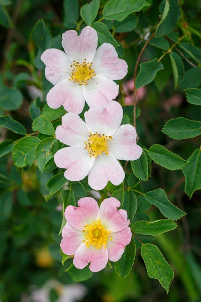 Sweetbrier Την Άνοιξη Blossom Close — Φωτογραφία Αρχείου