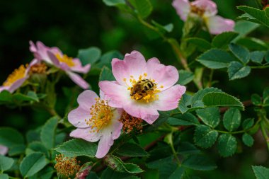Bahar Çiçeği 'nde Sweetbrier Yaklaş