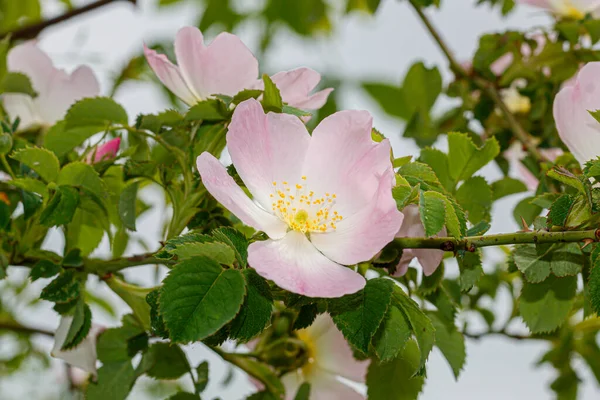 Sweetbrier Την Άνοιξη Blossom Close — Φωτογραφία Αρχείου