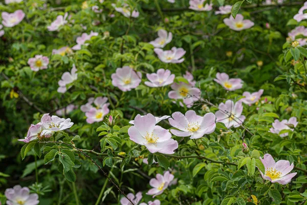 Sweetbrier Την Άνοιξη Blossom Close — Φωτογραφία Αρχείου