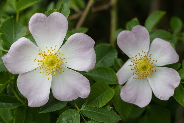 Sweetbrier Την Άνοιξη Blossom Close — Φωτογραφία Αρχείου