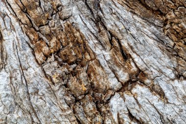 Yaşlı Yıpranmış Ağaç Kabuğu dokusu