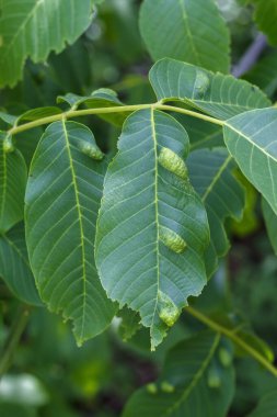 Ceviz Hastalıklı Yapraklar - Mitler