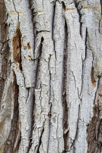 Yaşlı Yıpranmış Ağaç Kabuğu Dokusu — Stok fotoğraf