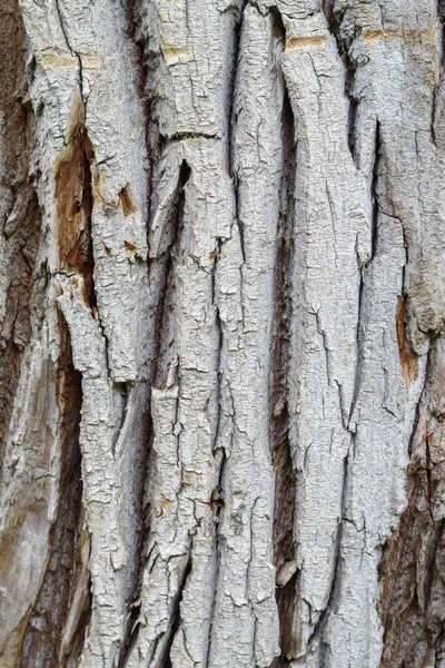 Stará Ošlehaná Textura Kůry Stromů — Stock fotografie