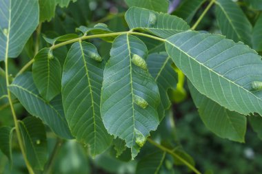 Ceviz Hastalıklı Yapraklar - Mitler