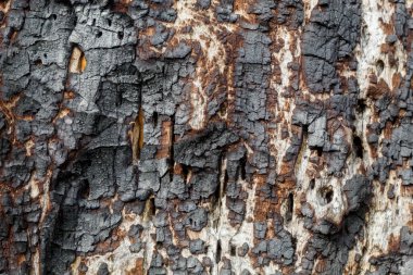 Yaşlı Yıpranmış Ağaç Kabuğu dokusu