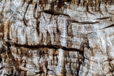 Yaşlı Yıpranmış Ağaç Kabuğu dokusu
