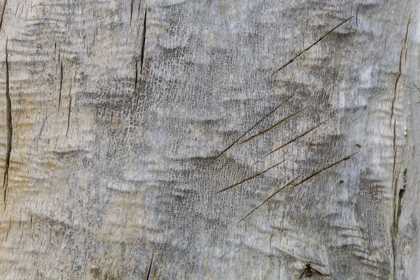 풍화된 나무껍질 — 스톡 사진