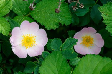 Bahar Çiçeği 'nde Sweetbrier Yaklaş