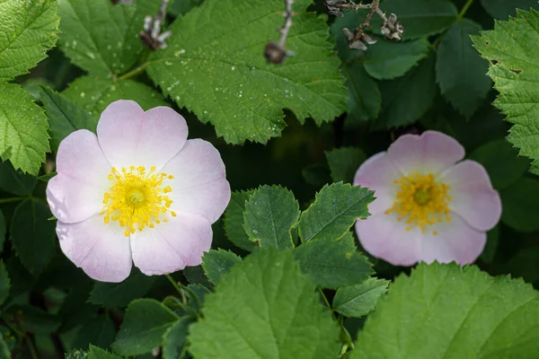 Sweetbrier Spring Blossom Close — Stock Photo, Image