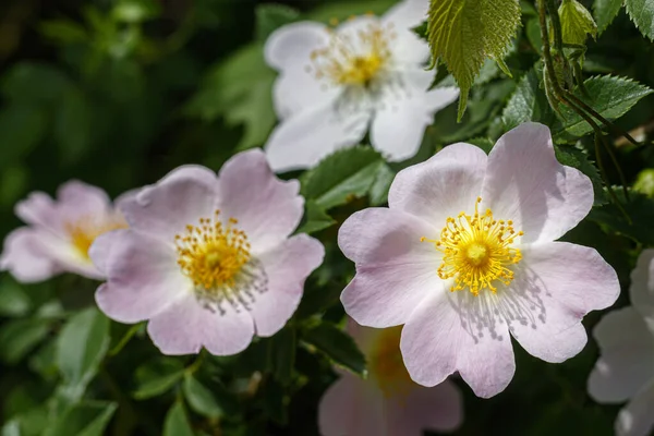 Sweetbrier Την Άνοιξη Blossom Close — Φωτογραφία Αρχείου