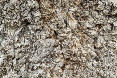 Yaşlı Yıpranmış Ağaç Kabuğu dokusu