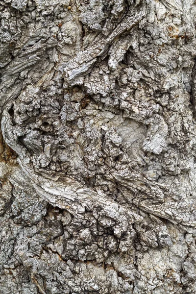 Old Weathered Tree Bark Texture — ストック写真