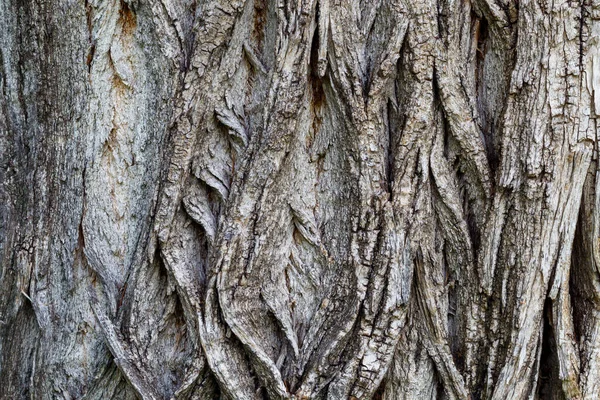 Old Weathered Tree Bark Texture — Stock Photo, Image