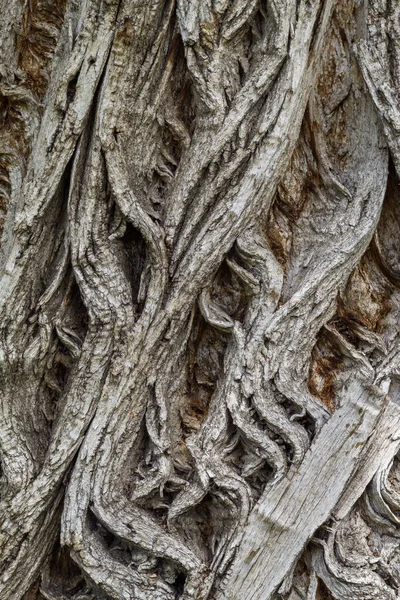 Gamla Väderbitna Träd Bark Textur — Stockfoto