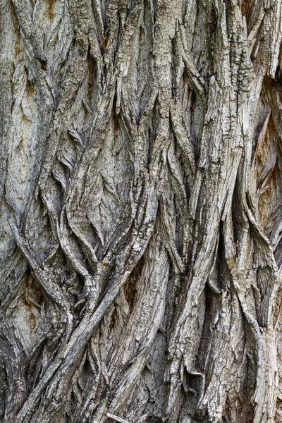 Stara Tekstura Kory Drzewa Wietrznego — Zdjęcie stockowe