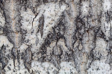 Yaşlı Yıpranmış Ağaç Kabuğu dokusu