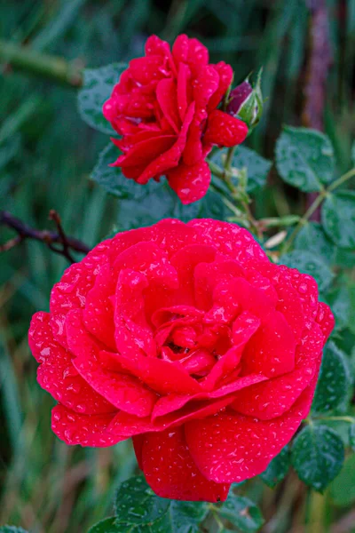 Schöne Rote Rose Mit Wassertropfen Aus Nächster Nähe — Stockfoto