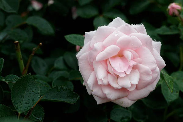 Schöne Weiße Rose Aus Nächster Nähe — Stockfoto