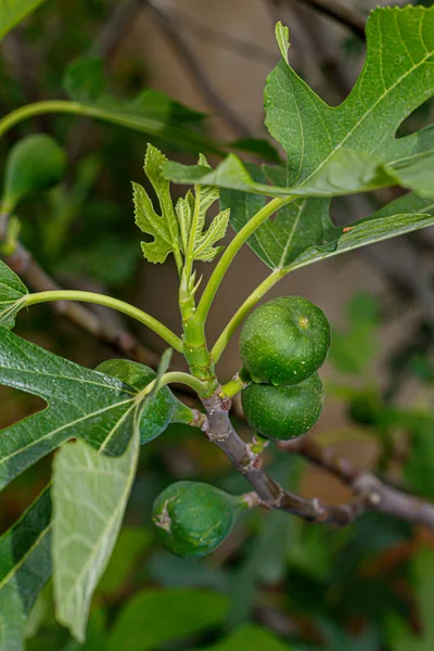 Small Fig Fruits Branch Close — Stock Photo, Image