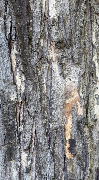 Gamla Väderbitna Träd Bark Textur — Stockfoto