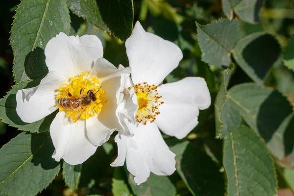 Słodsze Kwiaty Pszczołą Zbliżenie — Zdjęcie stockowe