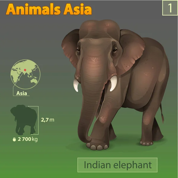 Éléphant indien avec discription — Image vectorielle