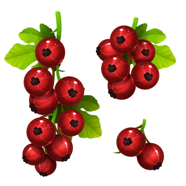 Red currant with leafs — Stock Vector