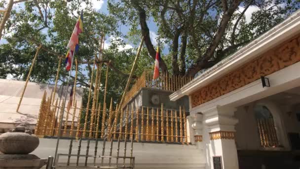 Anuradhapura Sri Lanka Uitzicht Een Hek Met Een Boom — Stockvideo
