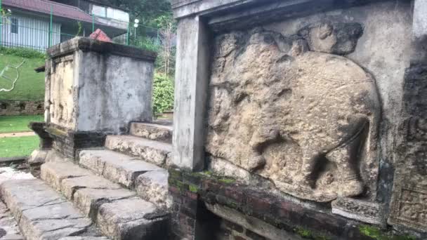 Kandy Sri Lanka Escaleras Con Elefantes Largo Valla Templo — Vídeos de Stock