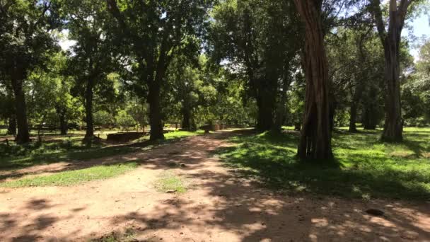 Anuradhapura, Sri Lanka, bomen op de grens met zand — Stockvideo