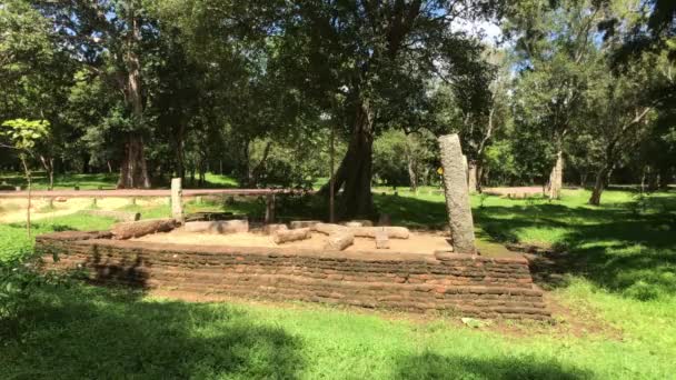 公園内のAnuradhapura 、スリランカ、遺跡、木 — ストック動画