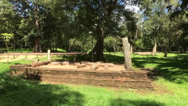 Anuradhapura, sri lanka, Ruinen, Baum, im Park — Stockvideo