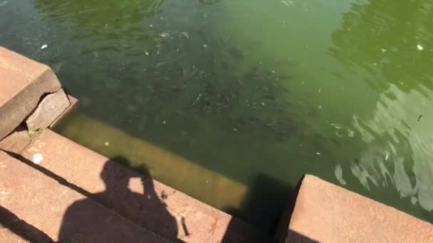 Anuradhapura, Sri Lanka, sekawanan ikan di kolam wudhu di halaman kuil — Stok Video